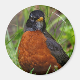 Curious American Robin Songbird in the Grass Magnet
