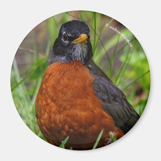 Curious American Robin Songbird in the Grass Magnet (Front)