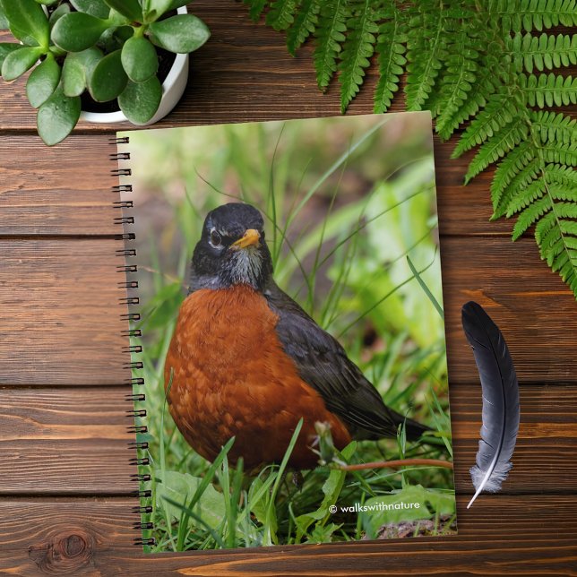 Curious American Robin Songbird in the Grass Notebook (Curious American Robin in the Grass Journal Cover Photo)