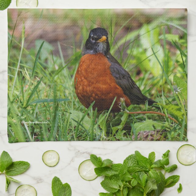 Curious American Robin Songbird in the Grass Tea Towel (Folded)