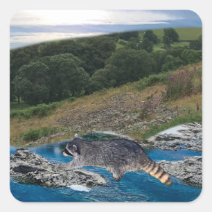 Curious  and Clever Racoon Square Sticker