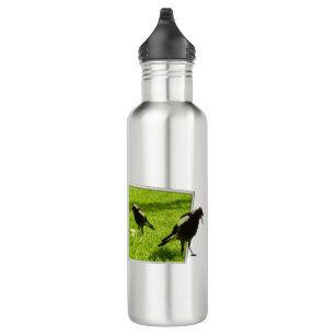 Curious Australian Magpies Not So Scary Birds, 710 Ml Water Bottle