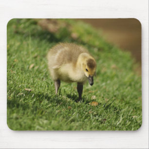 Curious Baby Goose and the Baby Mushroom Mousepad