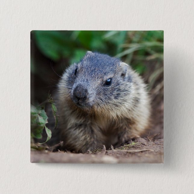 Curious Baby Marmot Badge (Front)