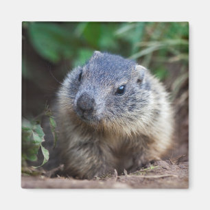 Curious Baby Marmot Magnet