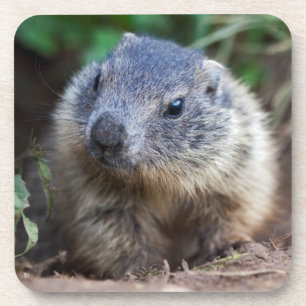 Curious Baby Marmot Set of 6 Coasters