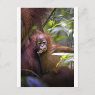 Curious baby orangutan in mothers arms postcard