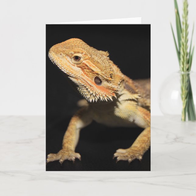 Curious Bearded Dragon 3 Card (Front)