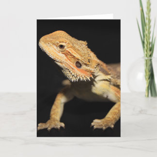 Curious Bearded Dragon 3 Card