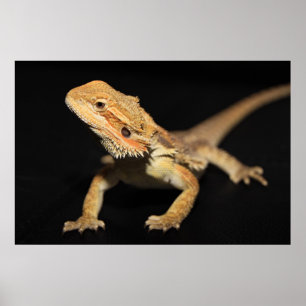 Curious Bearded Dragon 3 Poster