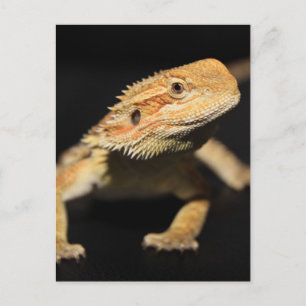Curious Bearded Dragon Postcard