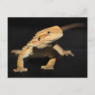 Curious Bearded Dragon Postcard