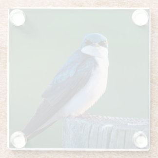 Curious Bird Glass Coaster