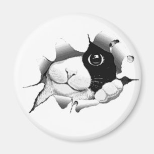 Curious Black and White Kitty Cat Magnet