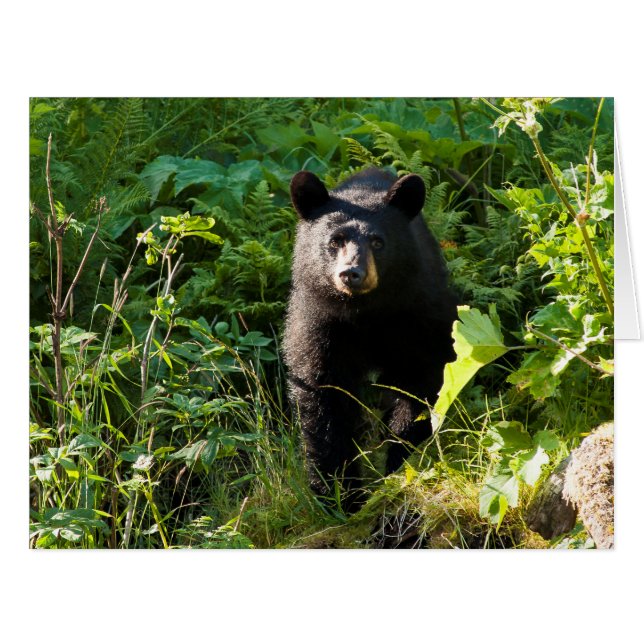 Curious Black Bear (Front Horizontal)