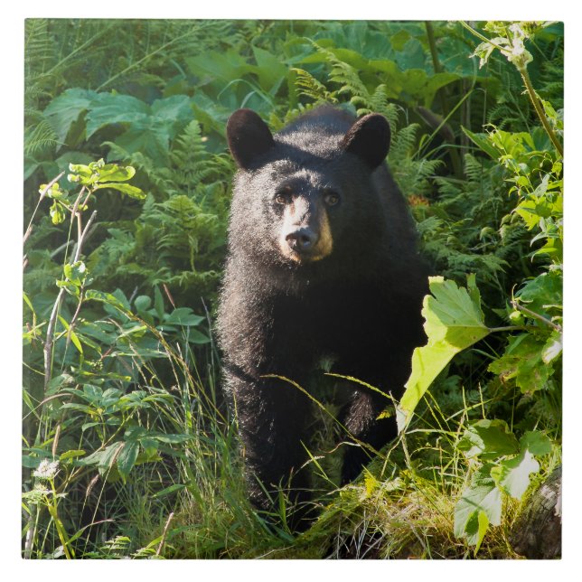 Curious Black Bear Ceramic Tile (Front)