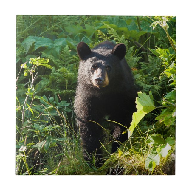 Curious Black Bear Ceramic Tile (Front)