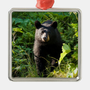 Curious Black Bear Metal Ornament