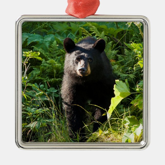 Curious Black Bear Metal Ornament (Front)