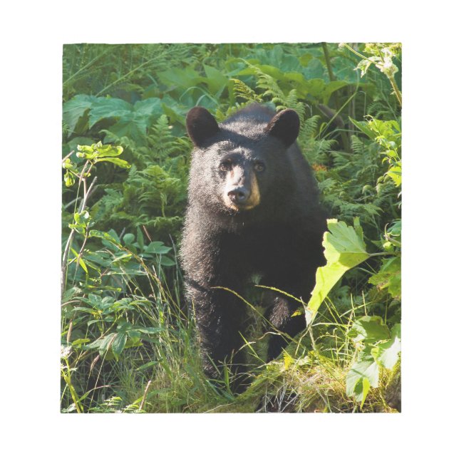Curious Black Bear Notepad (Front)