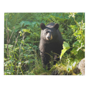 Curious Black Bear Notepad