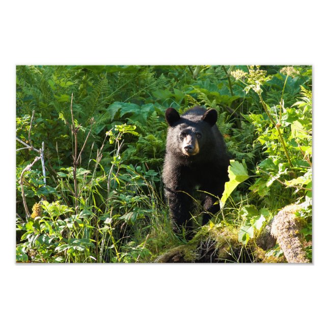 Curious Black Bear Photo Print (Front)