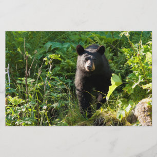 Curious Black Bear Stationery