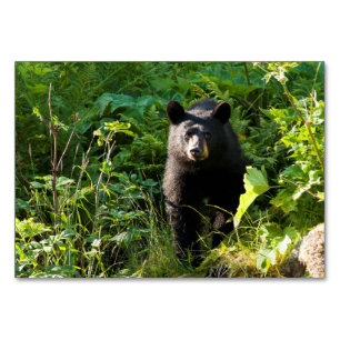 Curious Black Bear Table Number