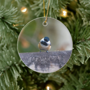 Curious Black-capped Chickadee Holiday Gift Ceramic Ornament