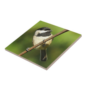 Curious Black-Capped Chickadee on the Grapevine Ceramic Tile