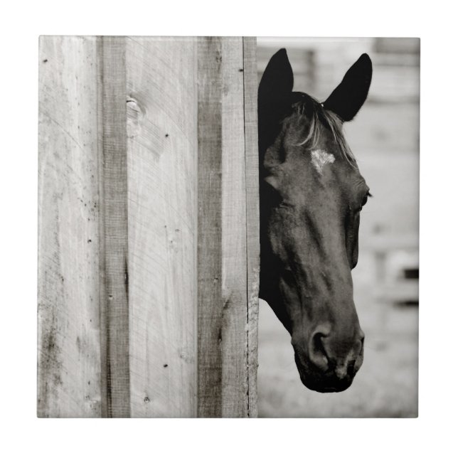 Curious Black Horse Ceramic Tile (Front)