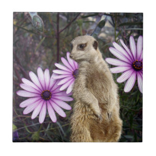 Curious Bloom: Meerkat Among Purple Daisies Ceramic Tile