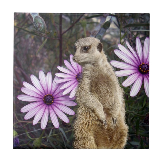 Curious Bloom: Meerkat Among Purple Daisies Ceramic Tile (Front)