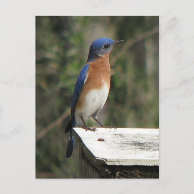 Curious Bluebird Postcard (Front)