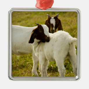 Curious Boer Goats in Sunny Pasture Farm Animal Metal Ornament