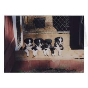 Curious Border Collie Puppies Dog Card