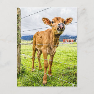 Curious Calf Postcard