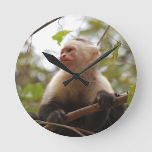 Curious Capuchin, Costa Rican Monkey Round Clock