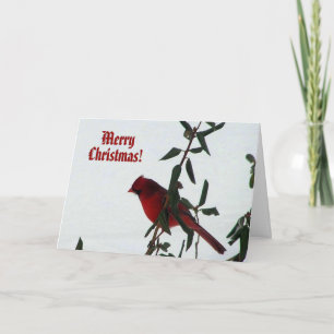Curious Cardinal Bird Christmas Card