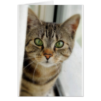 curious cat
