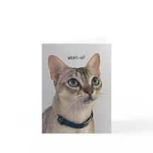Curious Cat blank