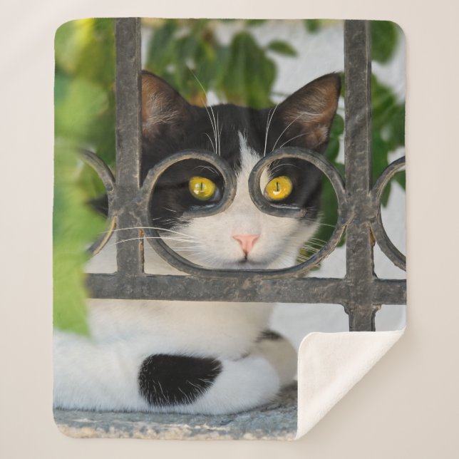 Curious Cat Eyes with Spectacles Frame Funny Photo Sherpa Blanket (Front)