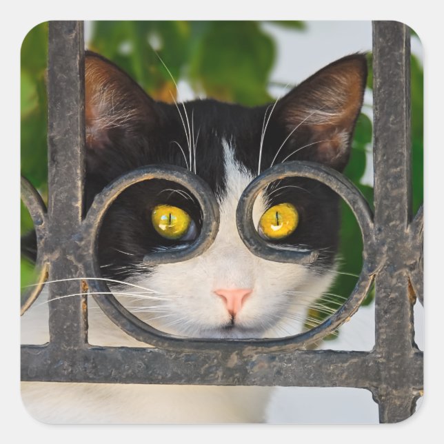Curious Cat Eyes with Spectacles Frame Funny Photo Square Sticker (Front)