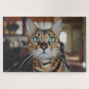 curious cat puzzle