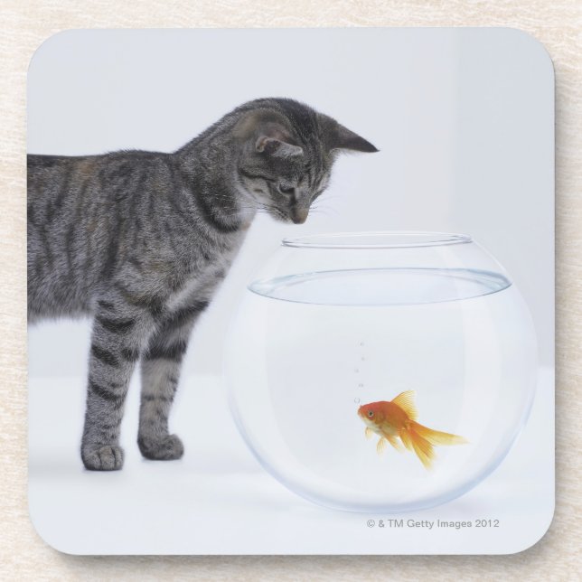 Curious cat watching goldfish in fishbowl coaster (Front)
