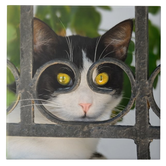 Curious Cat with Spectacles Frame Funny -  Ceramic Tile (Front)