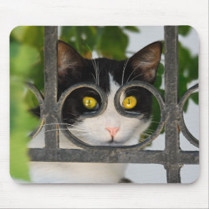Curious Cat with Spectacles Frame Funny - Supply Mouse Pad