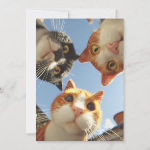 Curious Cats Looking Down