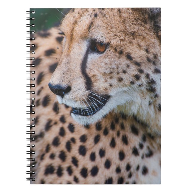 CURIOUS CHEETAH NOTEBOOK (Front)