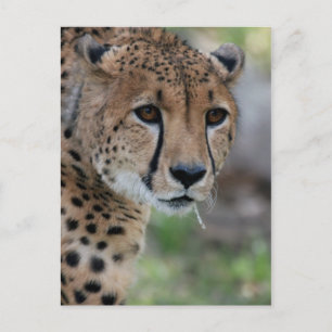 Curious Cheetah Postcard